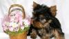 Щенки йоркширского терьера супер мини,мини,стандар превью 924551.