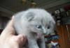 Превью Шотландские котёнки Москва - 4