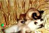 Очаровательные тайские ( сиамские ) котята превью 925023.