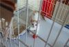 Превью Бело-рыжий котенок Нельсон в добрые руки Москва - 3