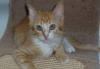 Котенок в дар.Рысик-теплое солнышко в Вашем доме превью 925569.