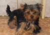 Щенки йоркширского терьера превью 925921.