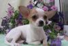 Щенок чихуа-хуа г/ш  (мини) превью 927221.