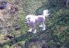 Превью Китайская хохлатая- опытный кобель для вязки Москва - 3