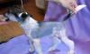 Щенки китайской хохлатой, голые (Мини, Стандарт) превью 928199.