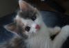 Активистка Тая котенок 1,5 месяца, в дар превью 928835.
