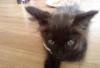 Отдам котеночка в добрые,заботливые руки превью 928864.