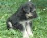 Отдаются чудесные щенки - метисы овчарки превью 920964.