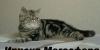 Экзотическая плюшевая кошечка мраморного окраса превью 929018.
