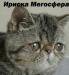 Превью Экзотическая плюшевая кошечка мраморного окраса Москва - 1