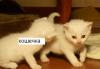 Превью Отдам белых метисов британской кошки, 1 месяц Балашиха - 1