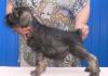 Миттельшнауцера щенки - окраса п/с превью 929195.
