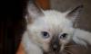 Тайские (старосиамские) котята превью 929673.