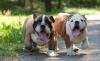 Английские бульдоги Богатыри превью 929692.