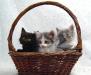 В дар  котята, 2 мес превью 930145.