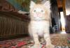 Превью Котёнок, мальчик, 1 мес Нижний Новгород - 2
