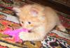 Превью Котёнок, мальчик, 1 мес Нижний Новгород - 3