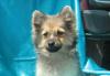 Малый шпиц превью 931534.