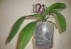 Превью Phalaenopsis Elegant Polka Dots Москва - 1