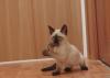 Превью Тайские котята Санкт-Петербург - 3