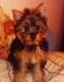Продаю щенков йоркширского терьера мальчики превью 932939.