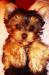 Щенки йоркширского терьера мальчики мини превью 933053.