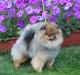 Питомник померанских шпицев Royal Poms превью 933141.