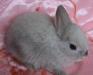 Карликовые мини крольчатки разных пород превью 933302.