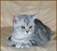 Британские Котята Вискасных окрасов (мрамор и пятн превью 934243.