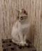 Отдаю тайскую кошечку в добрые руки превью 934331.