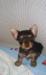 Щенки йоркширского терьера превью 934585.