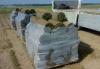 Превью Газон рулонный Санкт-Петербург - 1