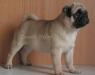 Мопс щенки превью 934920.