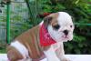 Английский Бульлдог щенки превью 934999.
