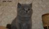 Питомник британских кошек Elite Pride г.Иваново превью 935110.