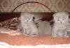 Шотландские котята превью 935521.