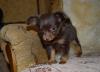 Щенки той терьера дл/ш девочка и мальчик превью 935819.
