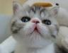 Питомник предлагает котят превью 935992.