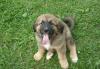 Разыскиваются счастливые хозяева щенков превью 930602.