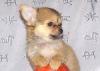 Чихуахуа дл/ш мальчик  недорого превью 936131.