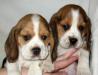Бигль  продаются  щенки превью 936190.