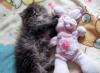 Превью Персидская девочка окрас Сильвер табби 2 мес Санкт-Петербург - 2