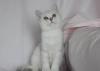 Британский котенок девочка (привита) превью 936790.