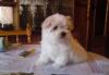 Мальтез, чистопородные щенки превью 937023.
