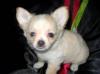 Чихуахуа девочка из Верочкиного Лукошка превью 937544.