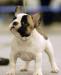 Элитные щенки фр.бульдога Для Вас превью 937689.
