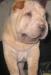Шарпей девочка можно гулять  3 мес превью 937798.