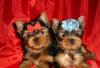 Йоркширский терьер мини мальчик 3 мес превью 937886.