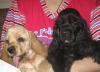 Продаю щенков американского кокер-спаниеля превью 938443.