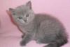 Британская кошечка превью 938751.